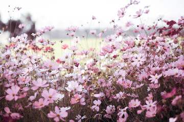 Cosmos flowers in full bloom