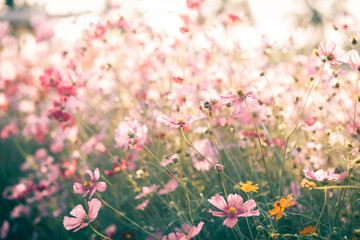 Cosmos flowers in full bloom