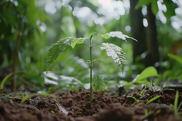 A Young Plant Sprouting in Rich Soil, Growing Vigorously Towards Sunlight in Lush Forest, Displaying Resilience and the Circle of Life, Symbolizing New Beginnings and Environmental Conservation.