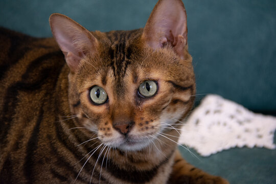 Muzzle of a beautiful bengal cat with green eyes close-up