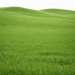 Obraz premium green grassland landscape isolated on white