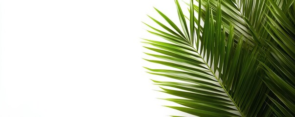 Obraz premium Lush Green Palm Fronds on White Background