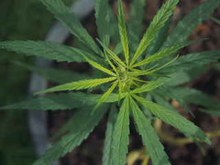 Beautiful cannabis shoots in the garden.