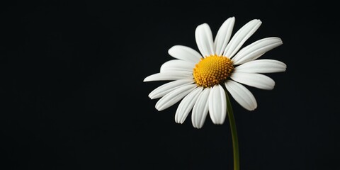 White daisy flower stands out beautifully against a contrasting black background, showcasing the delicate petals of the white daisy flower in stunning detail and vibrant clarity.