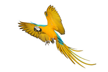 Colorful flying Blue and Gold Macaw parrot isolated on transparent background png file © Passakorn
