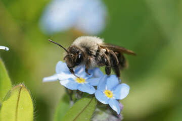 Closeup on a female Grey-backed mining bee, Andrena vaga, on a blue forgot-me-not flower