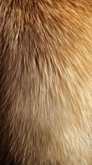 Fototapeta premium Close-up of soft, golden fur texture, showcasing natural patterns and colors.