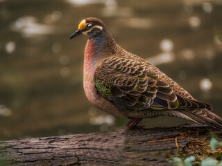 Colourful Bronzewing On Log