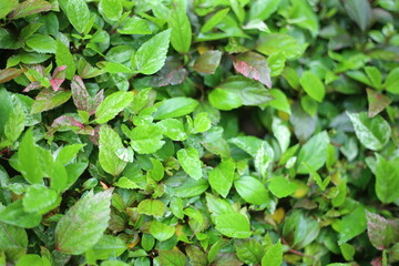 Cluster of vibrant green hibiscus leaves with delicate texture, set in a lush, tropical garden, creating a serene and modern nature.