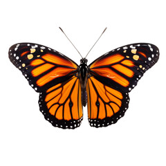 Fototapeta premium Monarch Butterfly