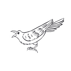 Hand drawn inky sketch style raven or crow isolated on white background. Mystic black and white bird croaking