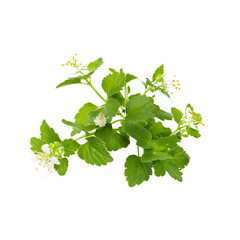 Bakuchiol plant with detailed foliage on a transparent background, perfect for botanical illustrations and nature-themed designs.