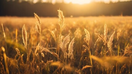 Golden hour sunlight illuminating wild autumn grass in a meadow. A serene and vintage seasonal background evoking the romance of morning fields and nature's beauty.

