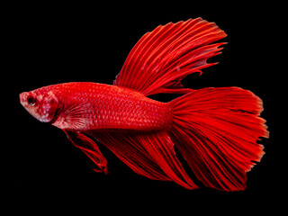 A red siamese fighting fish swims while spreading its fins in an aquarium