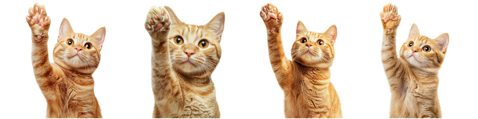 Fototapeta premium Playful cat raising paw in studio setting isolate on transparent