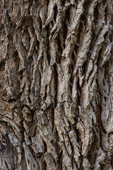 bark of a tree close up