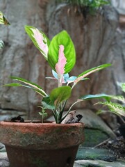 Aglaonema Indoor Plant with Variegated Leaves
