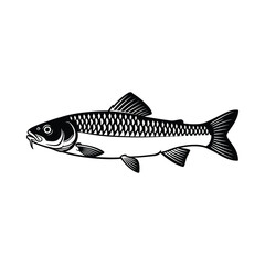 chub fish vector graphic with white background.