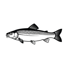 Chub fish silhouette vector graphic. 