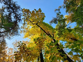 단풍에 물든 나무, Trees covered in autumn leaves
