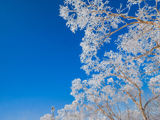 Trees covered in rime ice standing out against the clear blue sky (Yokoteyama, Nagano, Japan)