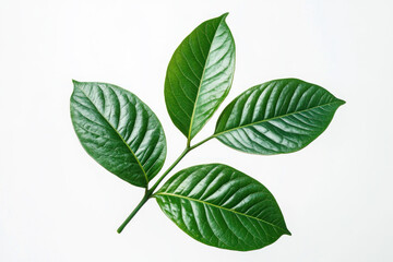 Single vibrant green leaf against a pure white backdrop.