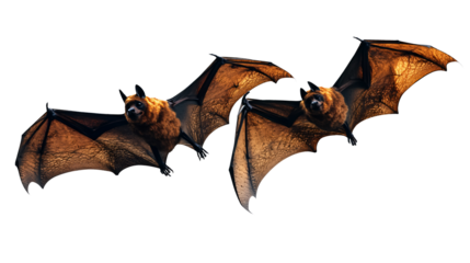 bat