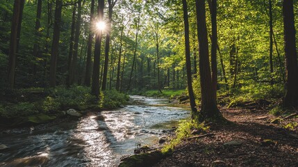 Sunlit Stream Flows Through Lush Green Forest Canopy