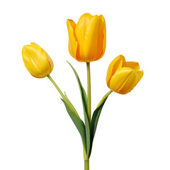 a group of yellow tulips