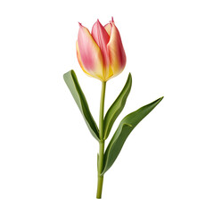 Fototapeta premium a close up of a flower