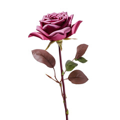 Obraz premium a close up of a rose