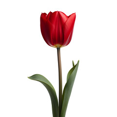 a red tulip with green leaves