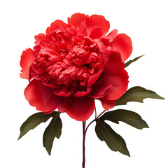 a close up of a flower