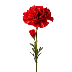 a red flower with green leaves