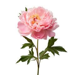 a pink flower with green leaves