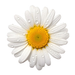 a close up of a flower