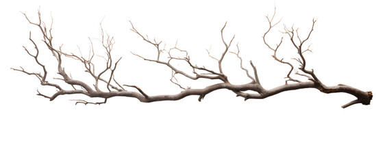 a tree branch with no leaves