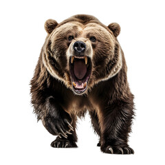 a bear with its mouth open