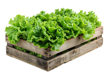 a wooden crate with lettuce plants in it