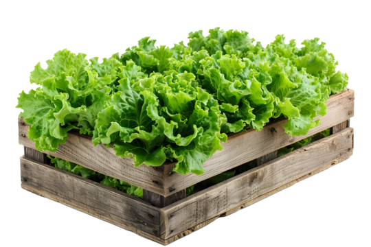 a wooden crate with lettuce plants in it