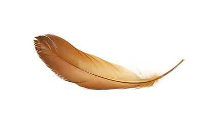 a brown feather on a white background