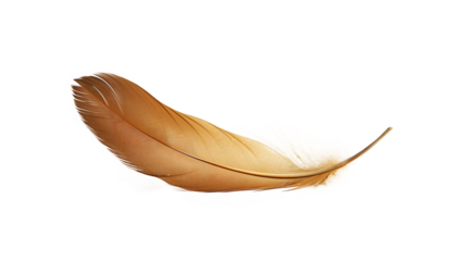 a brown feather on a white background