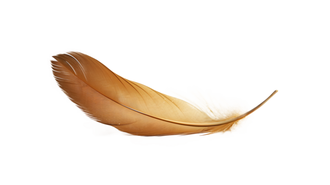 a brown feather on a white background
