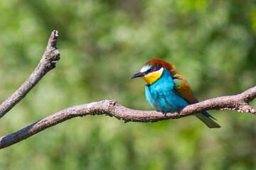 European bee-eater ( Merops apiaster ) is sitting on a twig. close up. birds of paradise, rainbow...