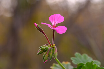 Blooming pink flower showcases nature’s delicate beauty in a tranquil garden setting during early spring