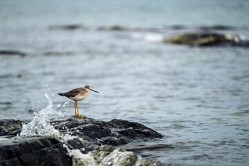 Sandpiper on Rocky Shore in Victoria, BC