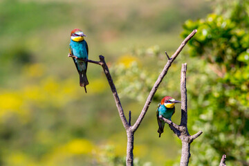 Bee eater, two european bee eater perched on a twig, close up. birds of paradise, rainbow colors
