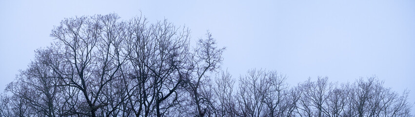 silhouette of leafless forest against white gray sky - foggy dark forest. Deciduous forest in wintertime. Panorama.