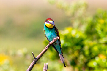 European bee-eater ( Merops apiaster ) is sitting on a twig. close up. birds of paradise, rainbow colors
