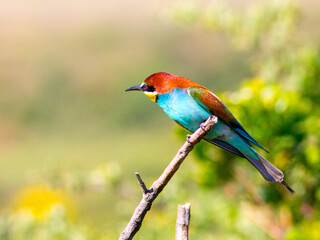 European bee-eater ( Merops apiaster ) is sitting on a twig. close up. birds of paradise, rainbow colors
